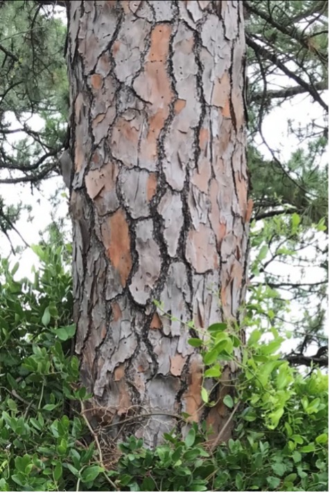 Fig.- Pinus elliottii. Detalle de la corteza.